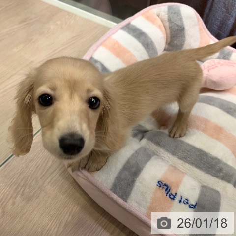 千葉県のミニチュアダックスフンド(ロング) (ペットプラス 幕張新都心店/2025年11月1日生まれ/女の子/イエロー)の子犬の3枚目の画像