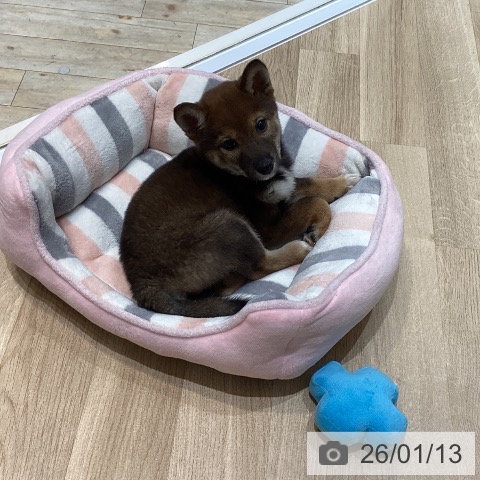 埼玉県の柴犬(標準サイズ) (ペットプラス ららぽーと富士見店/2025年11月1日生まれ/女の子/胡麻)の子犬の3枚目の画像