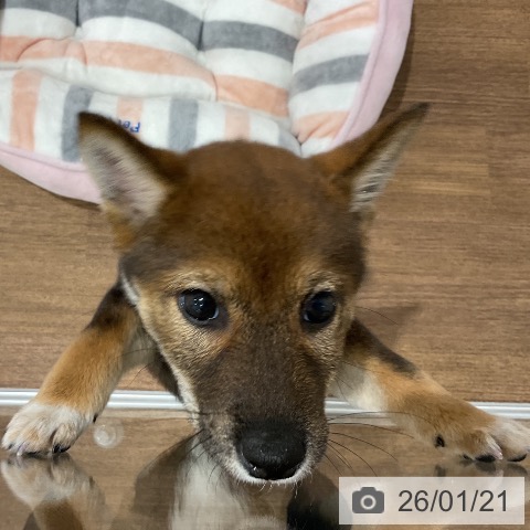 埼玉県の柴犬(標準サイズ) (ペッツワン 吉川美南店/2025年11月1日生まれ/女の子/胡麻)の子犬の4枚目の画像