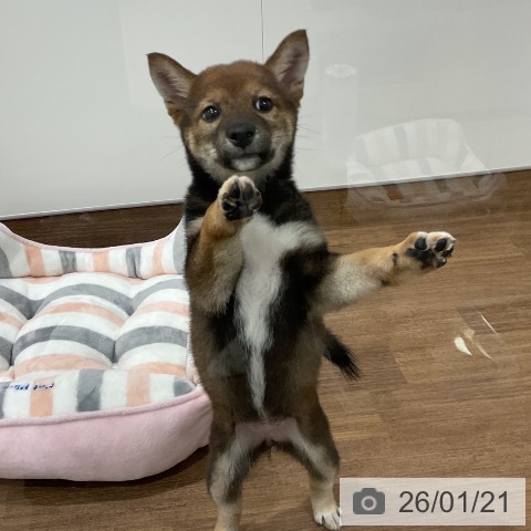 埼玉県の柴犬(標準サイズ) (ペッツワン 吉川美南店/2025年11月1日生まれ/女の子/胡麻)の子犬の3枚目の画像