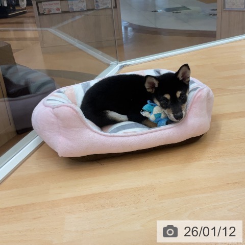 埼玉県の柴犬(標準サイズ) (ペットプラス 浦和美園店/2025年11月1日生まれ/女の子/黒)の子犬の4枚目の画像