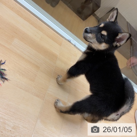 埼玉県の柴犬(標準サイズ) (ペットプラス 浦和美園店/2025年11月1日生まれ/女の子/黒)の子犬の3枚目の画像