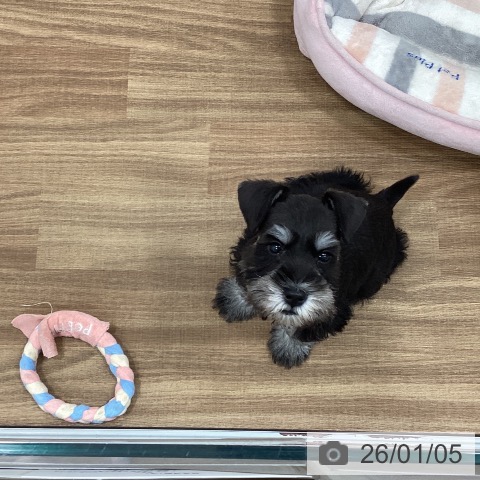 茨城県のミニチュアシュナウザー (ペッツワン 古河店/2025年10月28日生まれ/男の子/ブラックシルバー)の子犬の4枚目の画像