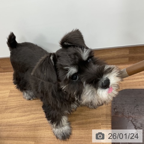 ミニチュア・シュナウザーの写真