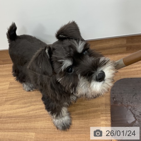 ミニチュア・シュナウザーの写真