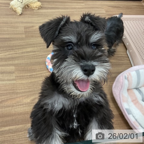 ミニチュア・シュナウザーの写真