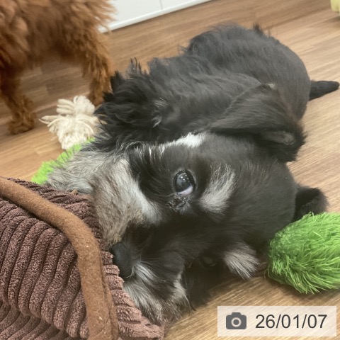 ミニチュア・シュナウザーの写真