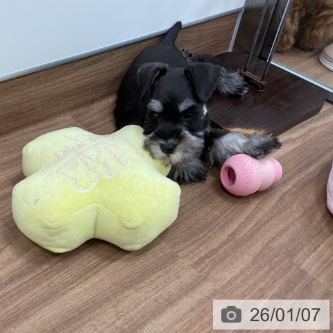 茨城県のミニチュアシュナウザー (ペッツワン 古河店/2025年10月28日生まれ/男の子/ブラックシルバー)の子犬の4枚目の画像