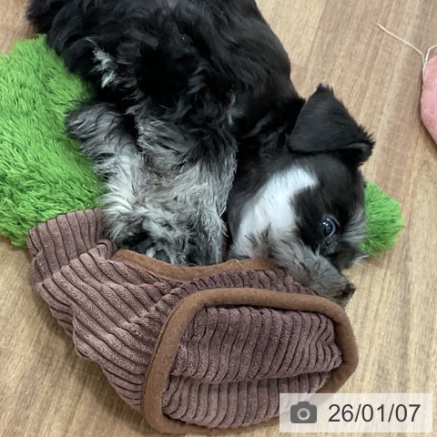 茨城県のミニチュアシュナウザー (ペッツワン 古河店/2025年10月28日生まれ/男の子/ブラックシルバー)の子犬の3枚目の画像