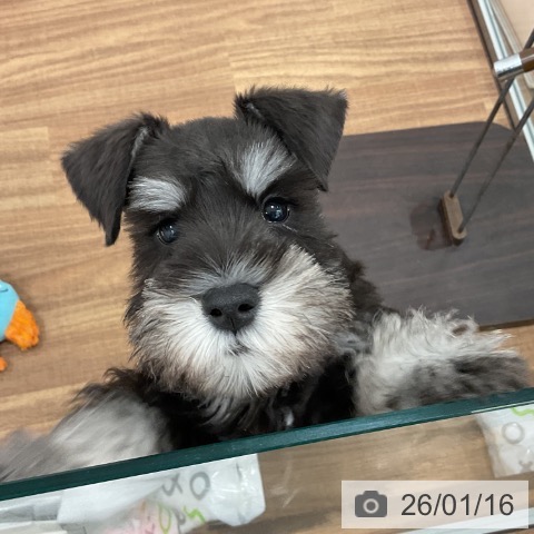 茨城県のミニチュアシュナウザー (ペッツワン 古河店/2025年10月28日生まれ/男の子/ブラックシルバー)の子犬の4枚目の画像