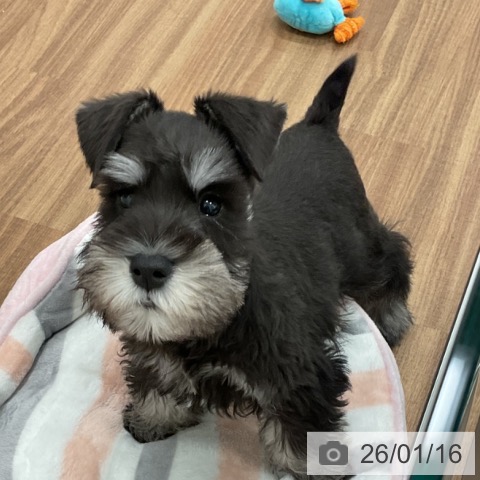 茨城県のミニチュアシュナウザー (ペッツワン 古河店/2025年10月28日生まれ/男の子/ブラックシルバー)の子犬の3枚目の画像