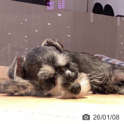 山形県のミニチュアシュナウザー (ペットプラス 天童店/2025年10月28日生まれ/女の子/ソルトペッパー)の子犬の4枚目の画像