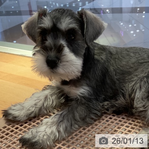 山形県のミニチュアシュナウザー (ペットプラス 天童店/2025年10月28日生まれ/女の子/ソルトペッパー)の子犬の3枚目の画像