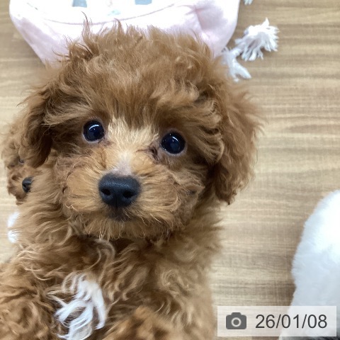 トイ・プードルの写真