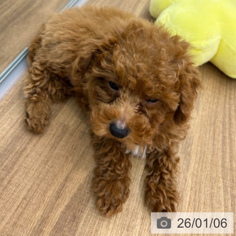 東京都のトイプードル(トイ) (ペッツワン 青梅インター店/2025年10月31日生まれ/男の子/レッド)の子犬の4枚目の画像