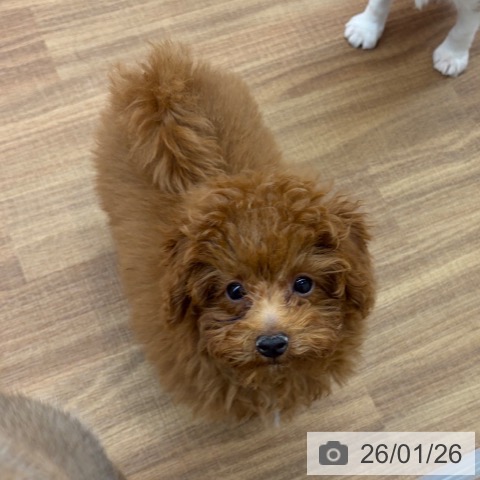 東京都のトイプードル(トイ) (ペッツワン 青梅インター店/2025年10月31日生まれ/男の子/レッド)の子犬の4枚目の画像