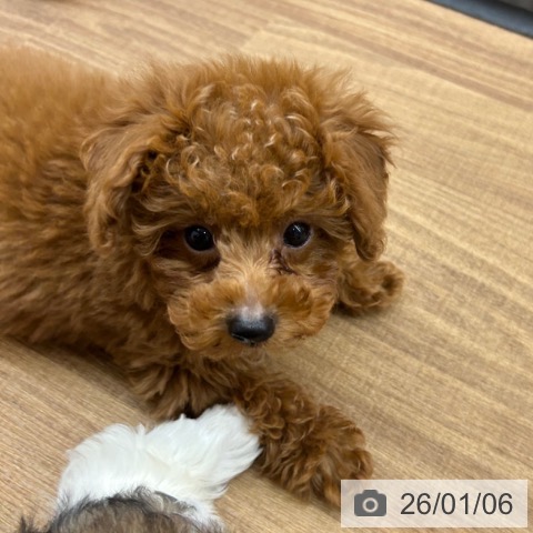 東京都のトイプードル(トイ) (ペッツワン 青梅インター店/2025年10月31日生まれ/男の子/レッド)の子犬の3枚目の画像