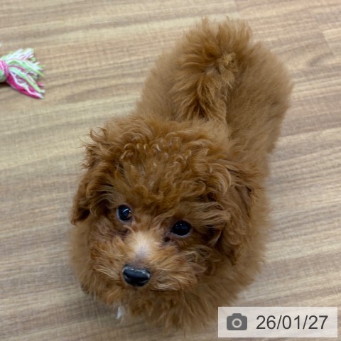 東京都のトイプードル(トイ) (ペッツワン 青梅インター店/2025年10月31日生まれ/男の子/レッド)の子犬の3枚目の画像