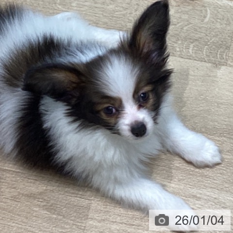 宮城県のパピヨン (ペットプラス 仙台泉大沢店/2025年11月1日生まれ/男の子/ホワイトブラウン)の子犬の3枚目の画像