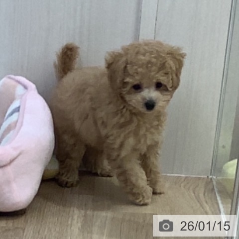 千葉県のトイプードル(トイ) (ペットプラス 船橋店/2025年11月1日生まれ/男の子/アプリコット)の子犬の4枚目の画像