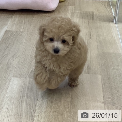 千葉県のトイプードル(トイ) (ペットプラス 船橋店/2025年11月1日生まれ/男の子/アプリコット)の子犬の3枚目の画像