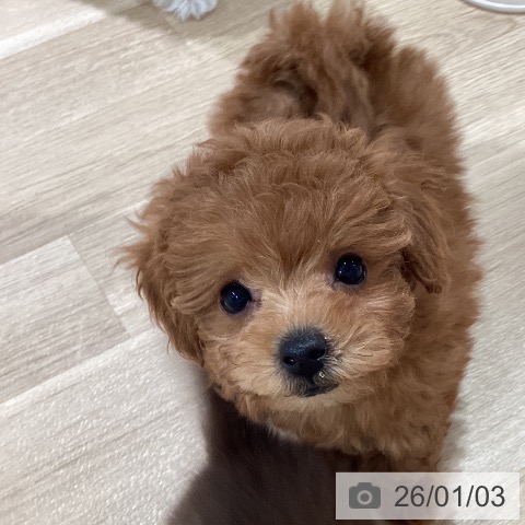 神奈川県のトイプードル(トイ) (ペットプラス ゆめが丘ソラトス店/2025年11月1日生まれ/女の子/レッド)の子犬の4枚目の画像