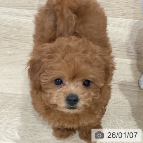 神奈川県のトイプードル(トイ) (ペットプラス ゆめが丘ソラトス店/2025年11月1日生まれ/女の子/レッド)の子犬の4枚目の画像