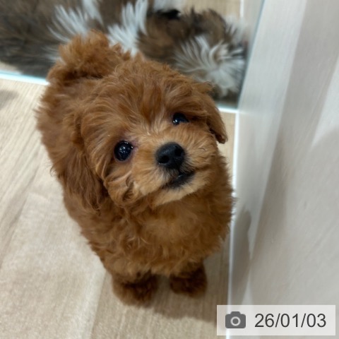 神奈川県のトイプードル(トイ) (ペットプラス ゆめが丘ソラトス店/2025年11月1日生まれ/女の子/レッド)の子犬の3枚目の画像