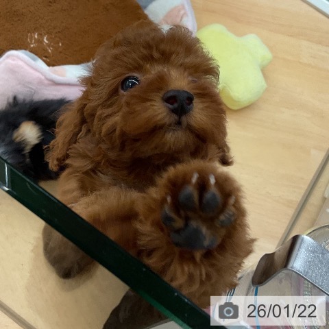 埼玉県のトイプードル(トイ) (ペットプラス 浦和美園店/2025年11月1日生まれ/男の子/レッド)の子犬の4枚目の画像