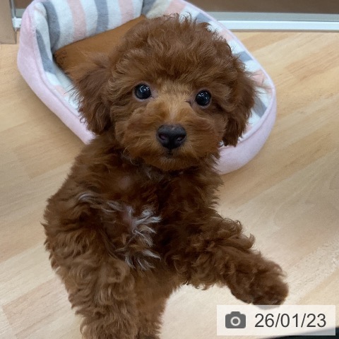 埼玉県のトイプードル(トイ) (ペットプラス 浦和美園店/2025年11月1日生まれ/男の子/レッド)の子犬の4枚目の画像