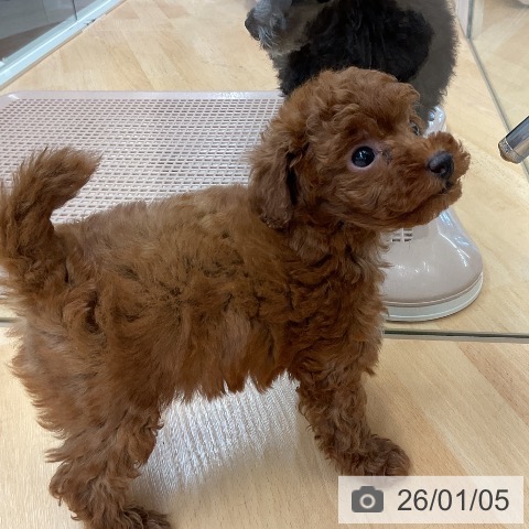 埼玉県のトイプードル(トイ) (ペットプラス 浦和美園店/2025年11月1日生まれ/男の子/レッド)の子犬の3枚目の画像