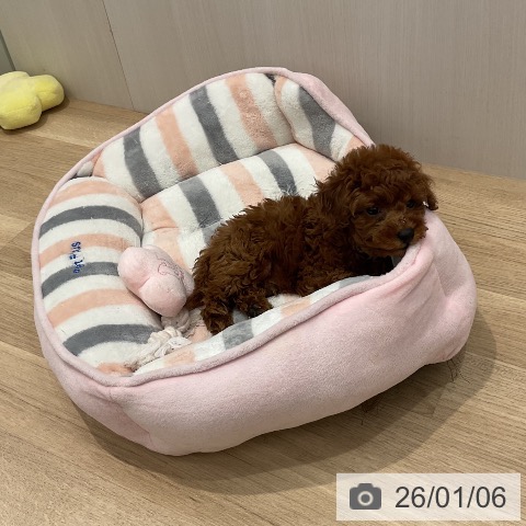 群馬県のトイプードル(トイ) (ペットプラス イオンモール太田店/2025年11月1日生まれ/男の子/レッド)の子犬の3枚目の画像