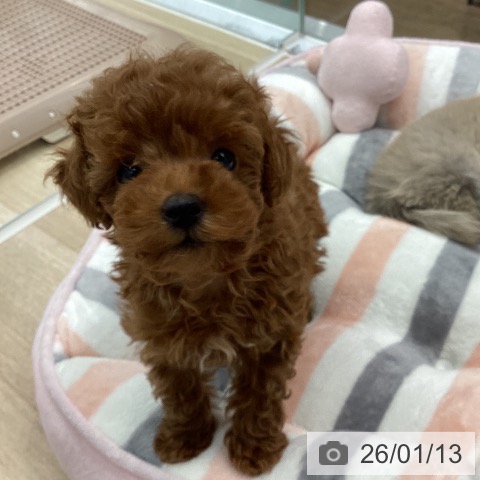 神奈川県のトイプードル(トイ) (ペットプラス 天王町店/2025年11月1日生まれ/女の子/レッド)の子犬の3枚目の画像