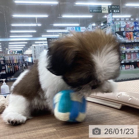 茨城県のシーズー (ペッツワン つくば店/2025年10月31日生まれ/男の子/ホワイトゴールド)の子犬の4枚目の画像