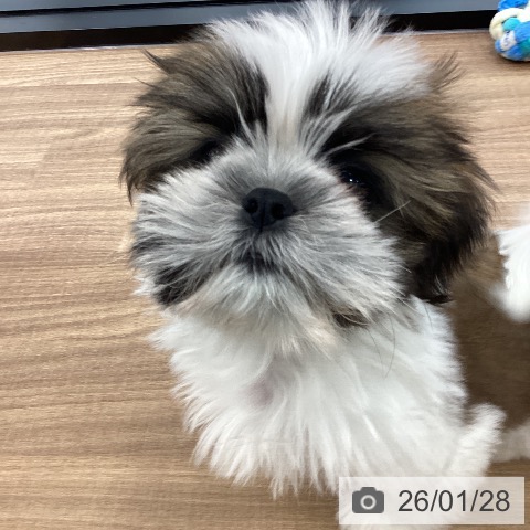 茨城県のシーズー (ペッツワン つくば店/2025年10月31日生まれ/男の子/ホワイトゴールド)の子犬の4枚目の画像