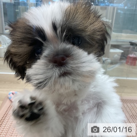 茨城県のシーズー (ペットプラス つくば店/2025年10月31日生まれ/男の子/ホワイトゴールド)の子犬の3枚目の画像