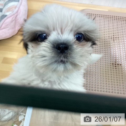 千葉県のシーズー (ペットプラス 八千代緑が丘店/2025年10月31日生まれ/男の子/ホワイトゴールド)の子犬の3枚目の画像
