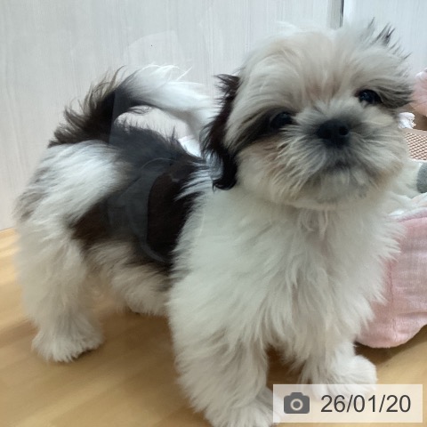 千葉県のシーズー (ペットプラス 八千代緑が丘店/2025年10月31日生まれ/男の子/ホワイトゴールド)の子犬の4枚目の画像