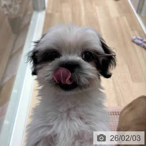 シー・ズーの写真