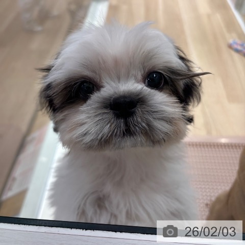 シー・ズーの写真