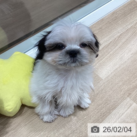 シー・ズーの写真