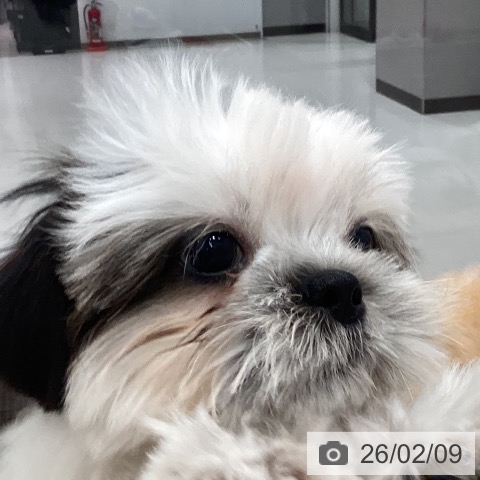 千葉県のシーズー (ペットプラス 木更津店/2025年10月31日生まれ/男の子/ホワイトゴールド)の子犬の4枚目の画像