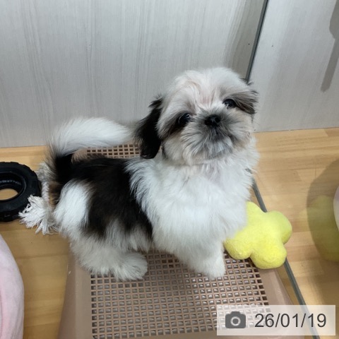 千葉県のシーズー (ペットプラス 八千代緑が丘店/2025年10月31日生まれ/男の子/ホワイトゴールド)の子犬の3枚目の画像