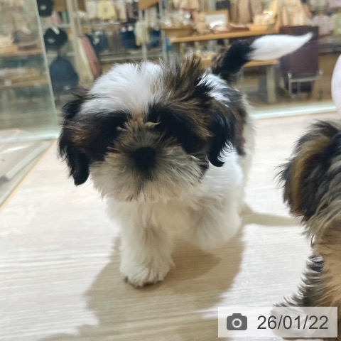 東京都のシーズー (ペットプラス 板橋店/2025年10月31日生まれ/男の子/ホワイトゴールド)の子犬の4枚目の画像