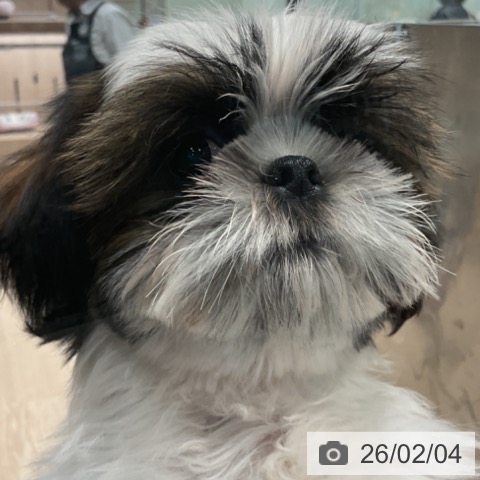 埼玉県のシーズー (ペッツワン 新座店/2025年10月31日生まれ/男の子/ホワイトゴールド)の子犬の4枚目の画像