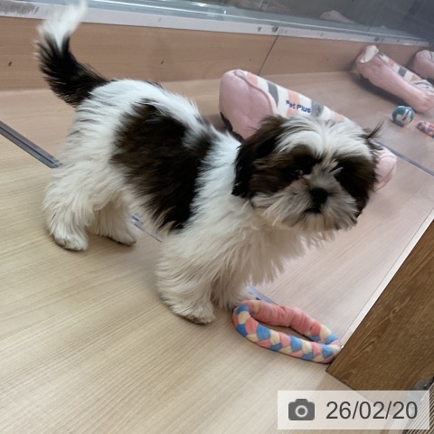 シー・ズーの写真