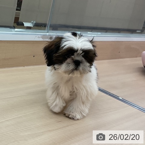 シー・ズーの写真