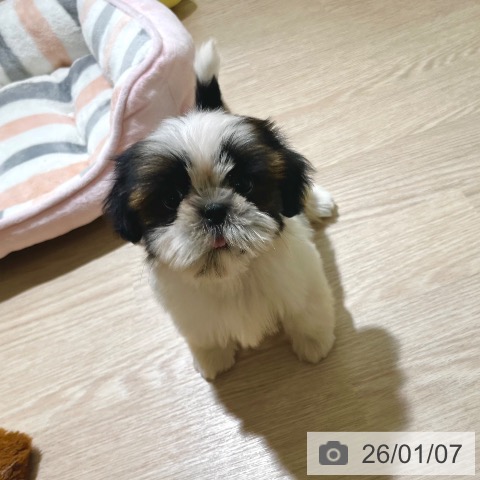 東京都のシーズー (ペットプラス 板橋店/2025年10月31日生まれ/男の子/ホワイトゴールド)の子犬の4枚目の画像