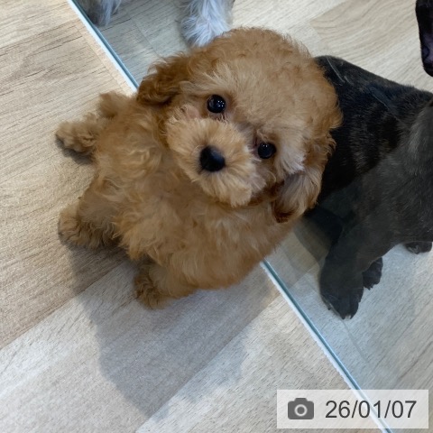 東京都のトイプードル(トイ) (ペットプラス アクアシティお台場店/2025年11月1日生まれ/男の子/アプリコット)の子犬の3枚目の画像