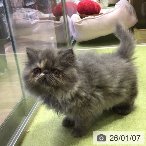 千葉県のエキゾチック (ペットプラス 幕張新都心店/2025年10月25日生まれ/女の子/ブルークリーム)の子猫の3枚目の画像